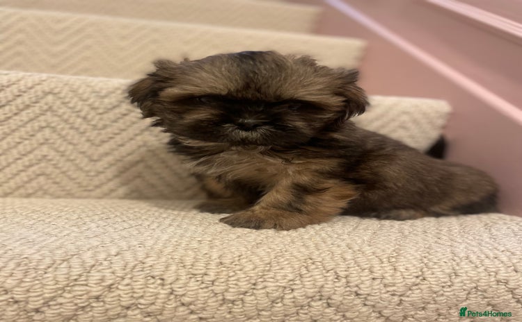 Shih Tzu dogs KC standard Shihtzu pups  - Advert 5