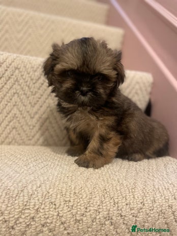 Shih Tzu dogs KC standard Shihtzu pups - Advert 2