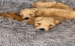 Toy Poodle dogs for sale: KC Registered Toy Poodle Treasures  - Image 5