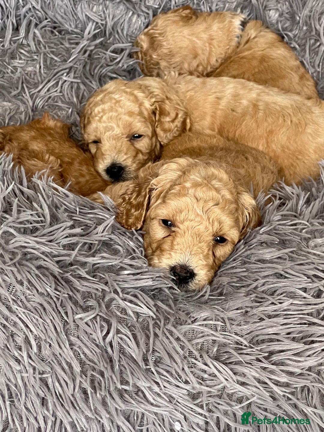 Toy Poodle dogs for sale: KC Registered Toy Poodle Treasures  - Image 5