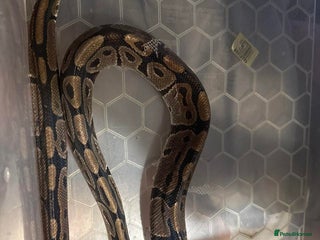 Python Snake reptiles for sale - Advert 1