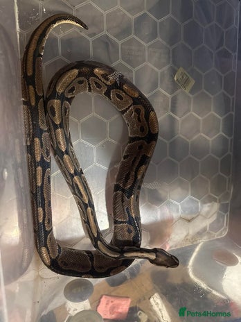 Python Snake reptiles - Advert 1