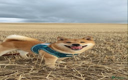 Japanese Shiba Inu dogs for stud: Beautiful Gladiators Warrior ready for stud - Advert 2