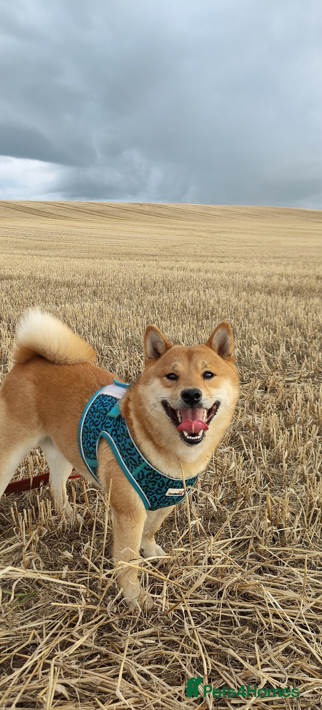 Japanese Shiba Inu dogs for stud: Beautiful Gladiators Warrior ready for stud - Advert 2