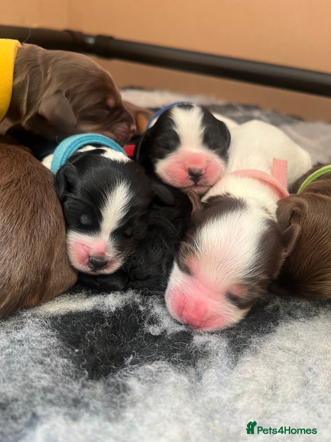 Cockapoo dogs for sale: Stunning litter of f1b cockapoo puppies  - Image 1