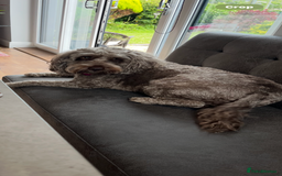 Cockapoo dogs for sale: 4 year old female cockerpoo - Image 2