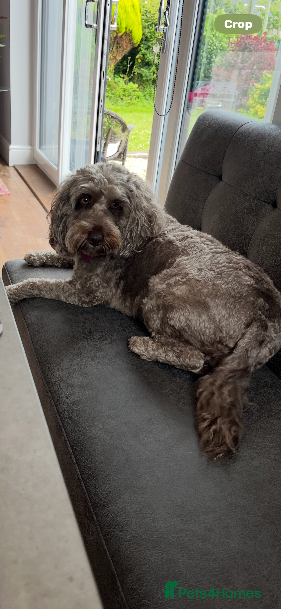Cockapoo dogs for sale: 4 year old female cockerpoo - Image 2