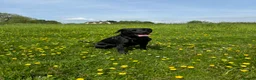 Labrador Retriever dogs for sale: Outstanding Labrador Puppies–Exceptional Pedigree - Advert 8