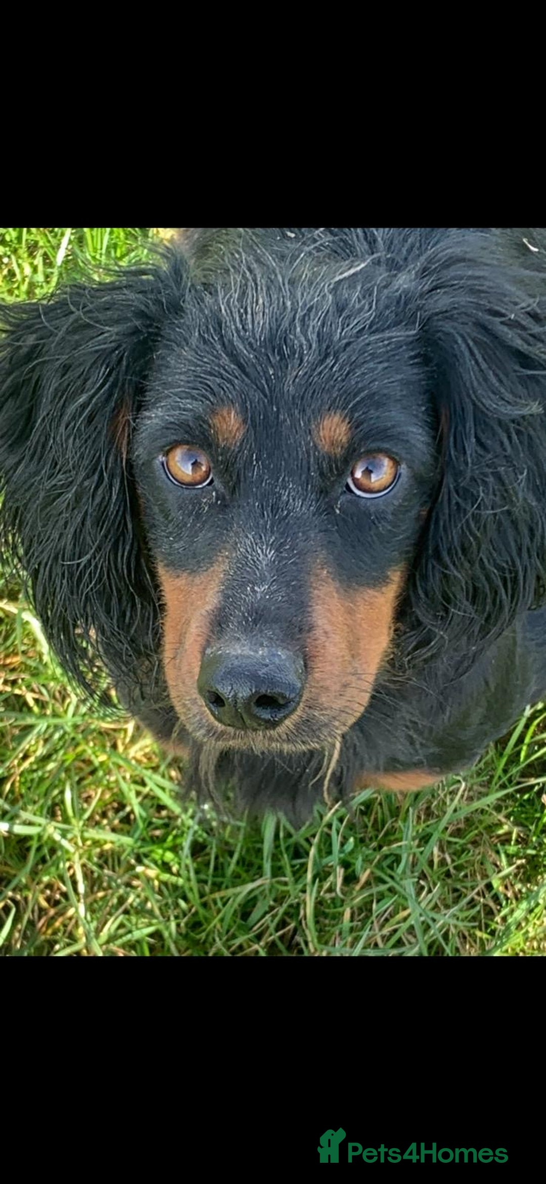 Mixed Breed dogs for sale: COCKER SPANIEL X PATERDALE TERRIER - Advert 14