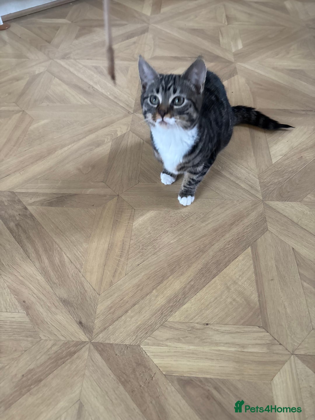 Mixed Breed cats for sale: Grey & White Tabby  - Advert 3