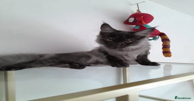 Maine Coon cats - Advert 3