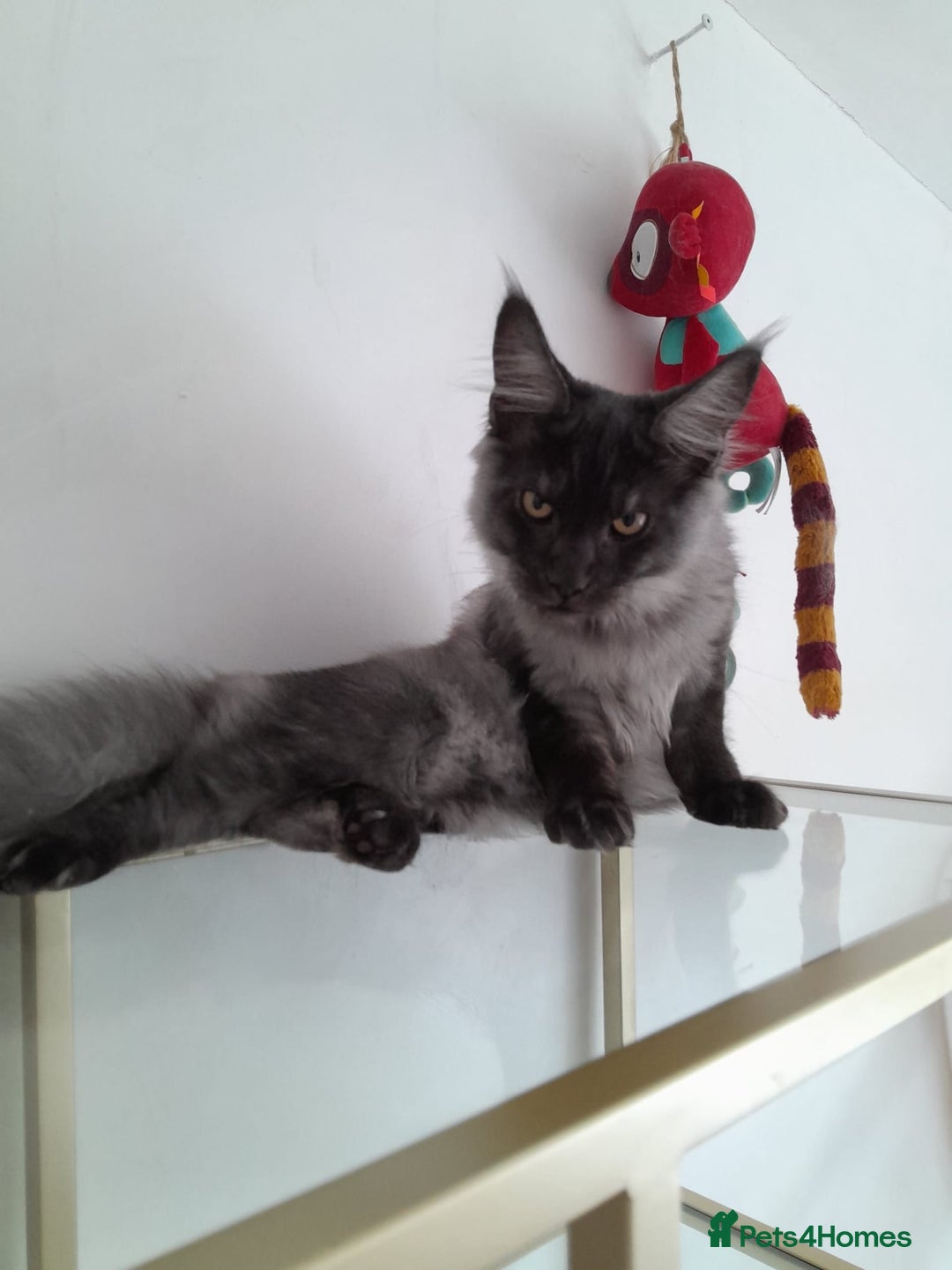 Maine Coon cats for sale: Large Black Smoke maine coon boy TICA 5 Pedigree - Image 3