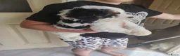 Cavapoo dogs for sale: Cavapoo puppys - Advert 23