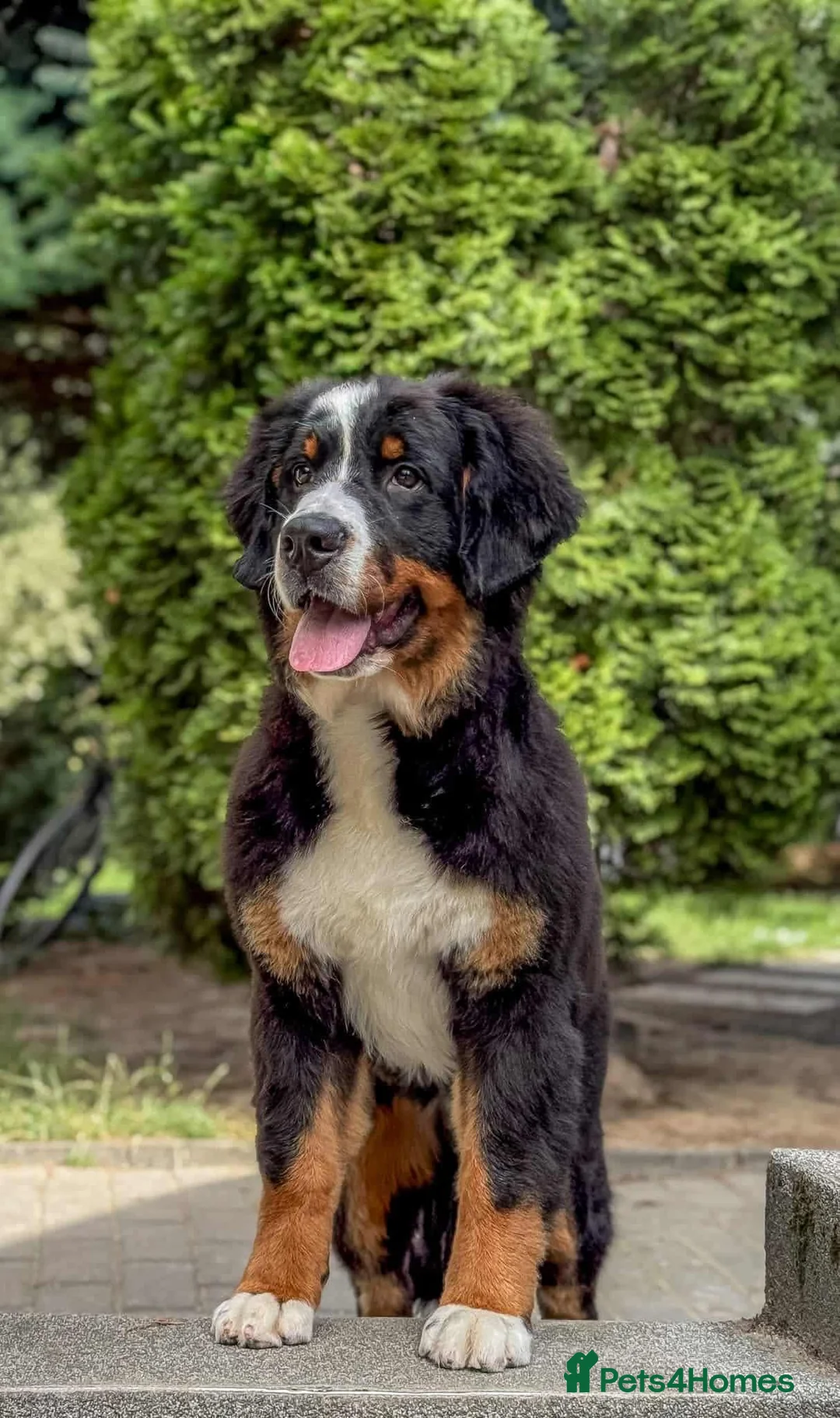 Bernese Mountain Dog dogs for stud: Outstanding kc reg Bernese mountain dog stud - Advert 24