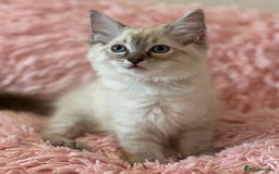 Ragdoll cats for sale: 2 LYNX RAGDOLLS NOW REDUCED - Image 7