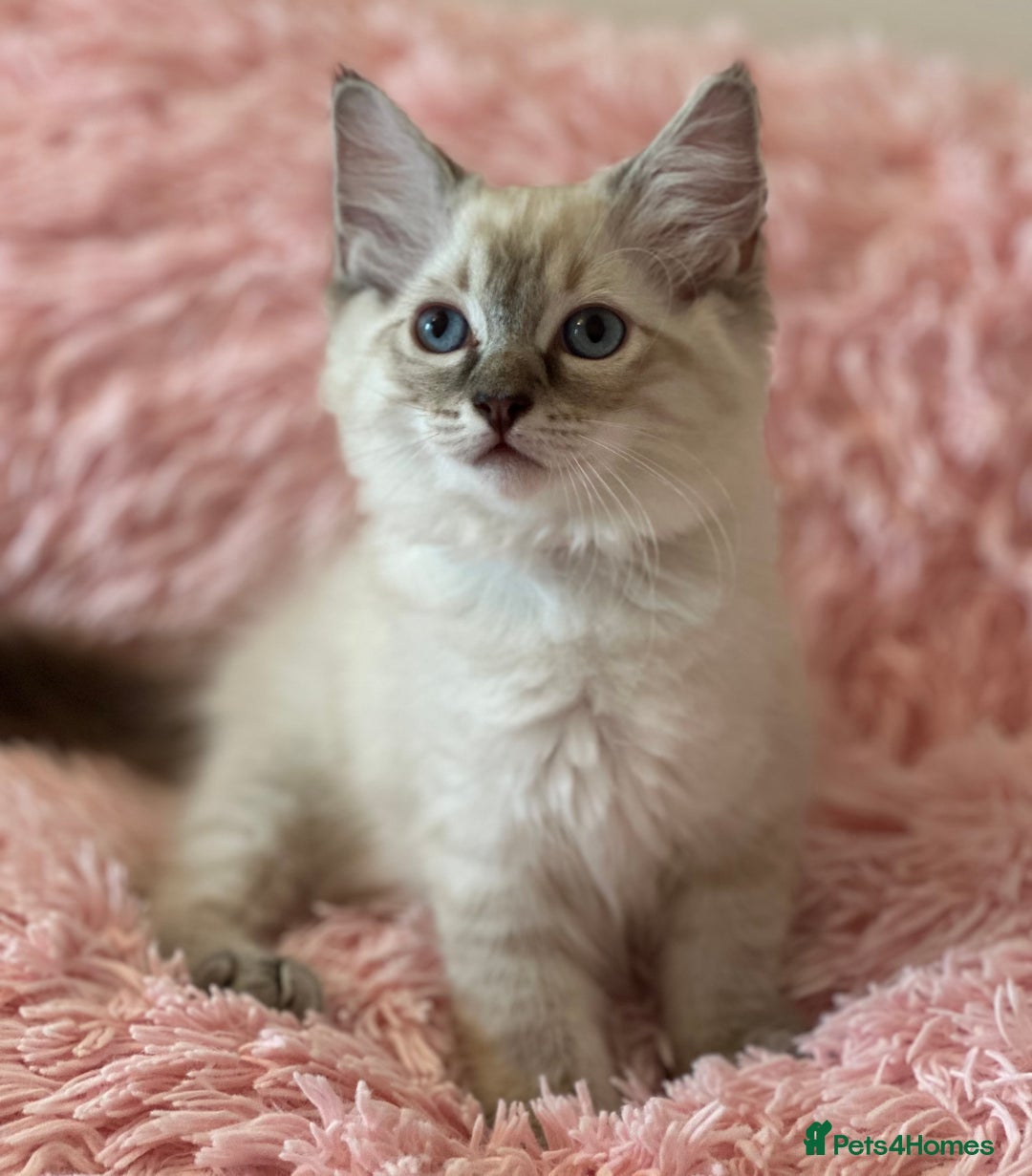 Ragdoll cats for sale: 2 LYNX RAGDOLLS NOW REDUCED - Image 7