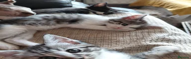 Maine Coon 1