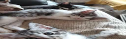 Mixed Breed cats for sale: 3/4 Maine coon. 1/4 sphynx - Advert 6