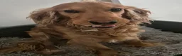 Cocker Spaniel dogs for sale: Loving Cocker Spaniel Needs a New Home – Arlo in Greenhithe - Advert 3