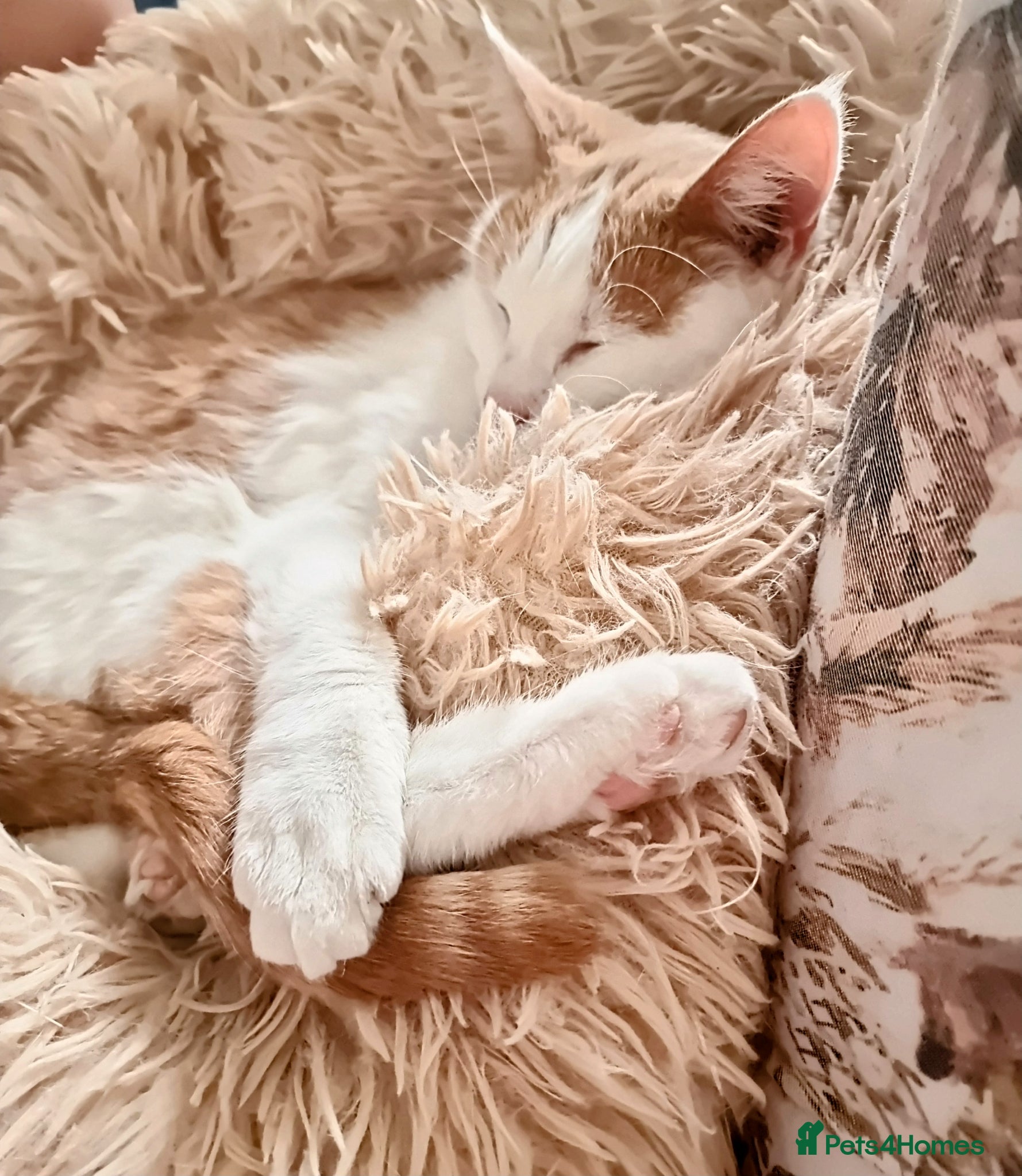 Mixed Breed cats for sale: Gorgeous boys  in Shipston-on-Stour - Advert 3