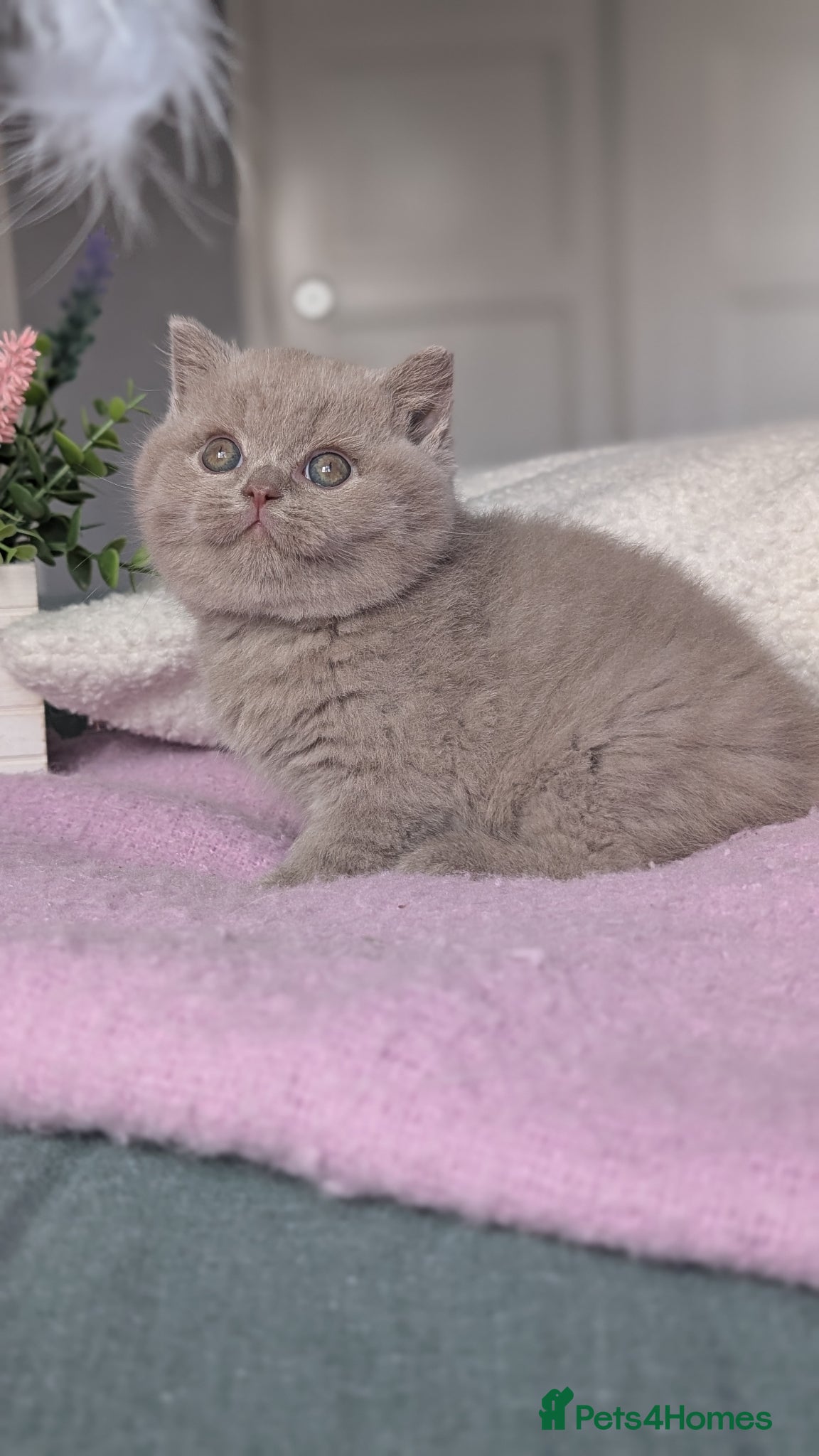 British Shorthair cats GCCF REGISTERED CHOCOLATE AND LILAC KITTENS - Advert 1