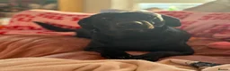 Borador dogs for sale: Borador puppies for sale  - Advert 12
