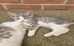Domestic Shorthair cats for sale: Female kittens - Image 2