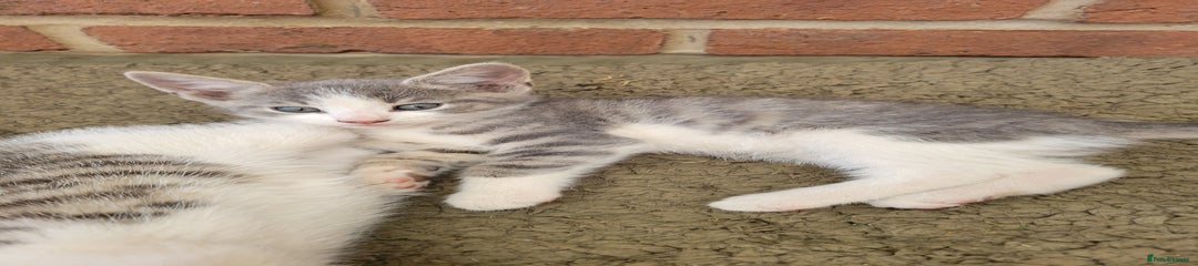 Domestic Shorthair Kitten 1