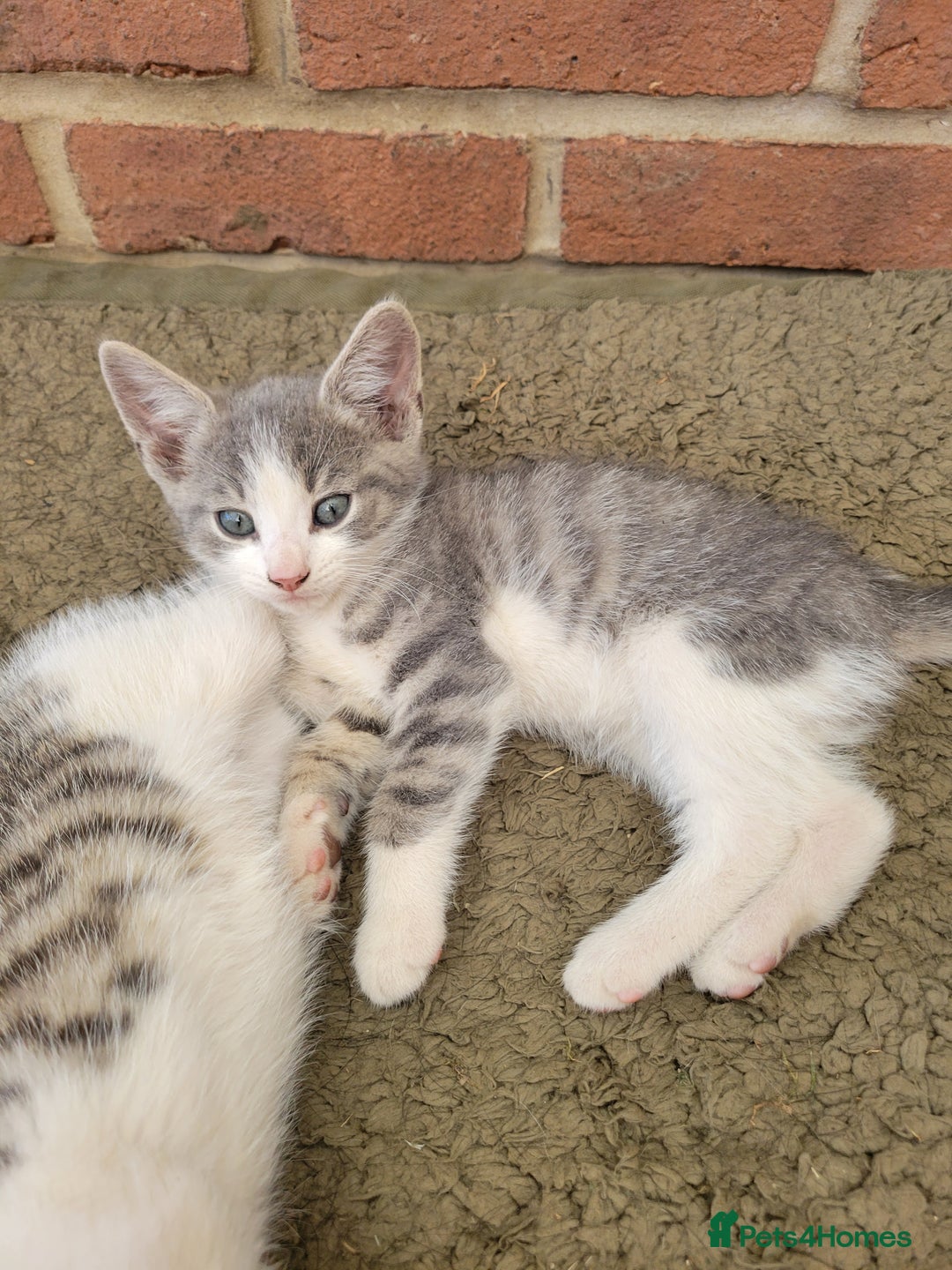 Domestic Shorthair cats for sale: Female kittens - Image 2