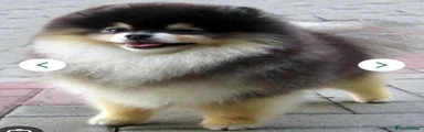 Pomeranian 3