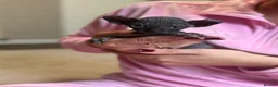 Sphynx cats for sale: Beautiful Canadian Sphynx  - Advert 1