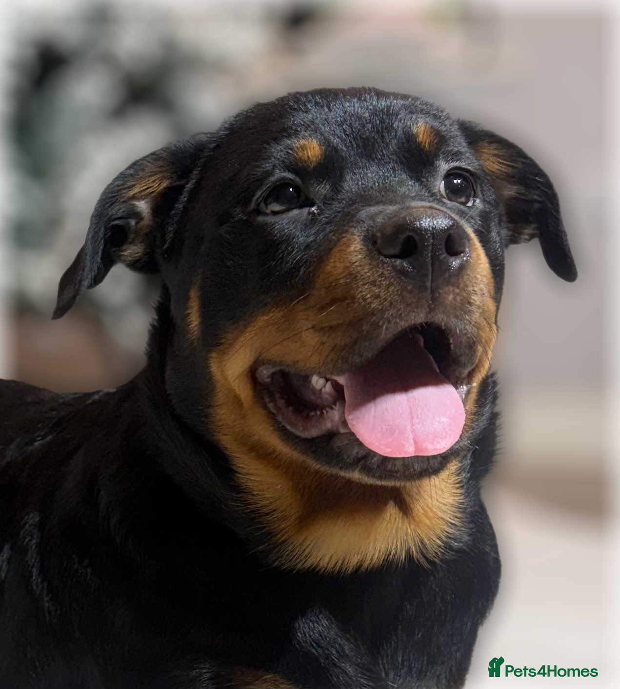 Rottweiler dogs ROTTWEILER PUPPIES. KC REGISTERED. FREE INSURANCE. - Advert 2