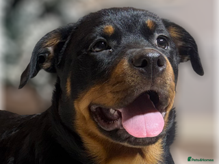 Rottweiler dogs ROTTWEILER PUPPIES. KC REGISTERED. FREE INSURANCE. - Advert 3