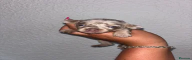 Chiweenie 2