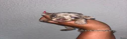 Chiweenie dogs for sale: BEAUTIFUL PUPPIES LOOKING FOR THERE FOREVER HOMES - Advert 3