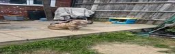 American Bully dogs for sale: American pocket bully puppies for sale 🐾 - Advert 4