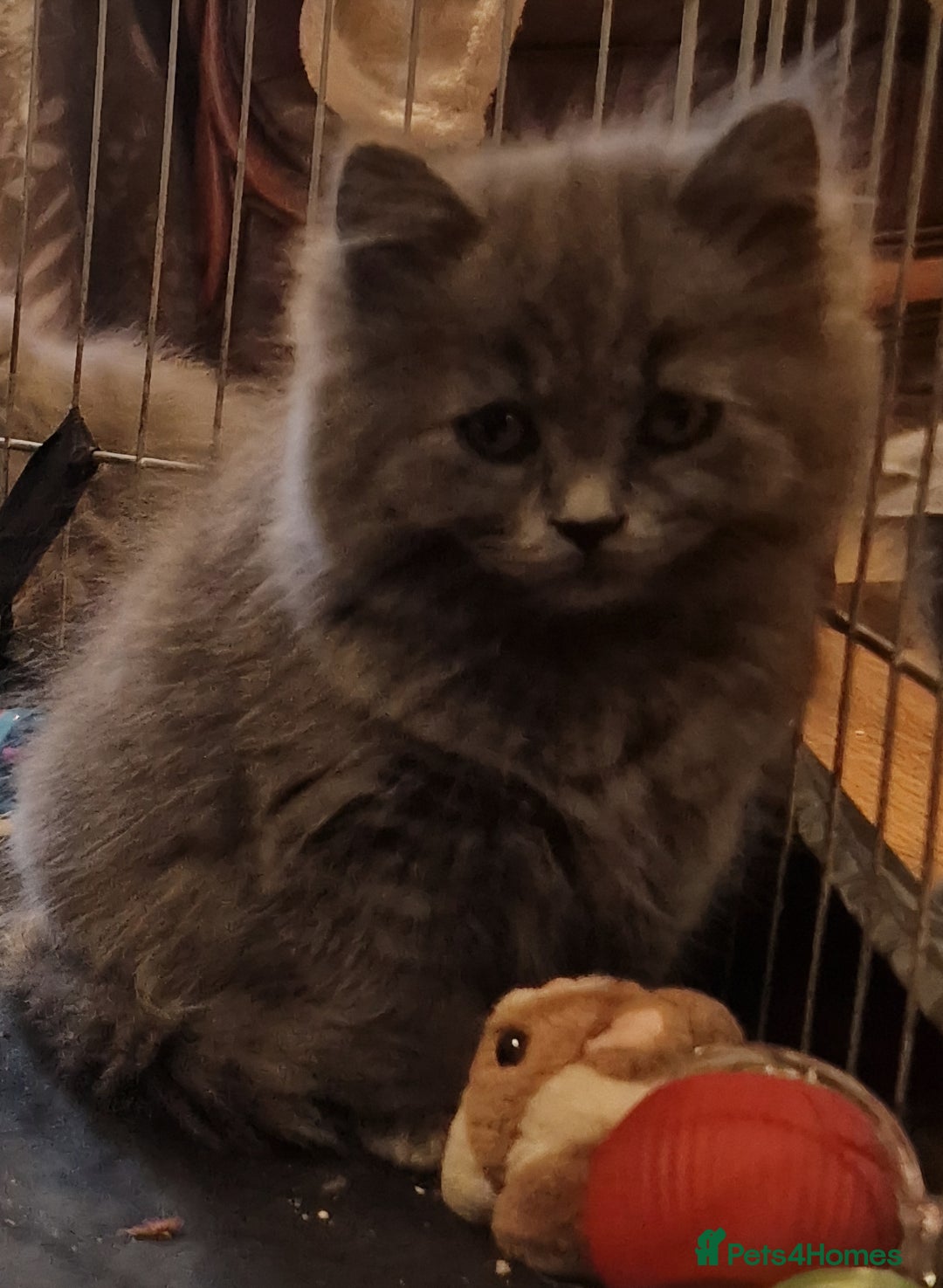 British Longhair cats for sale: Blue & Lilac Gorgeous British longhair kittens - Image 20