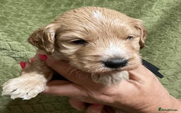 Cockapoo dogs for sale: F1 Cockapoo puppies  - Image 3