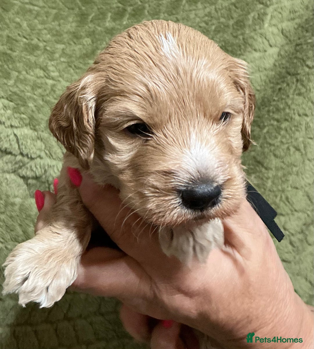 Cockapoo dogs for sale: F1 Cockapoo puppies  - Image 3