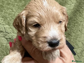 Cockapoo dogs - Advert 15