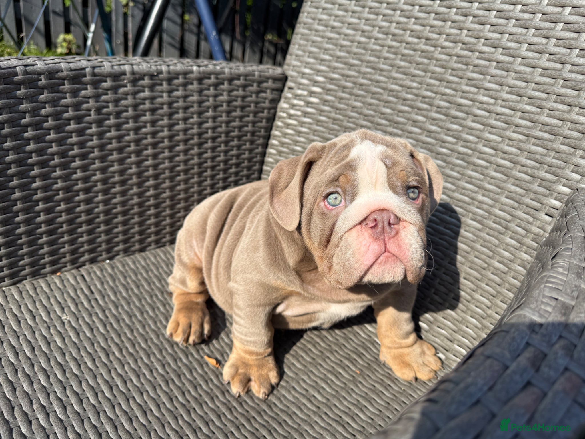 English Bulldog dogs KC registered Puppies  - Advert 6