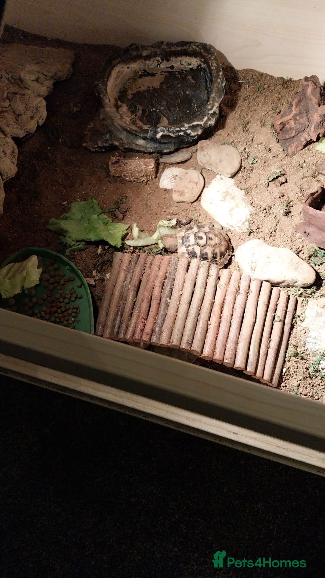 Tortoise reptiles for sale: Dwarf Hermann's tortoise - Image 3