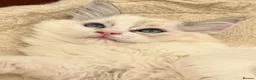 Ragdoll cats for sale: Stunning GCCF reg kittens available to 5* homes.  - Advert 8