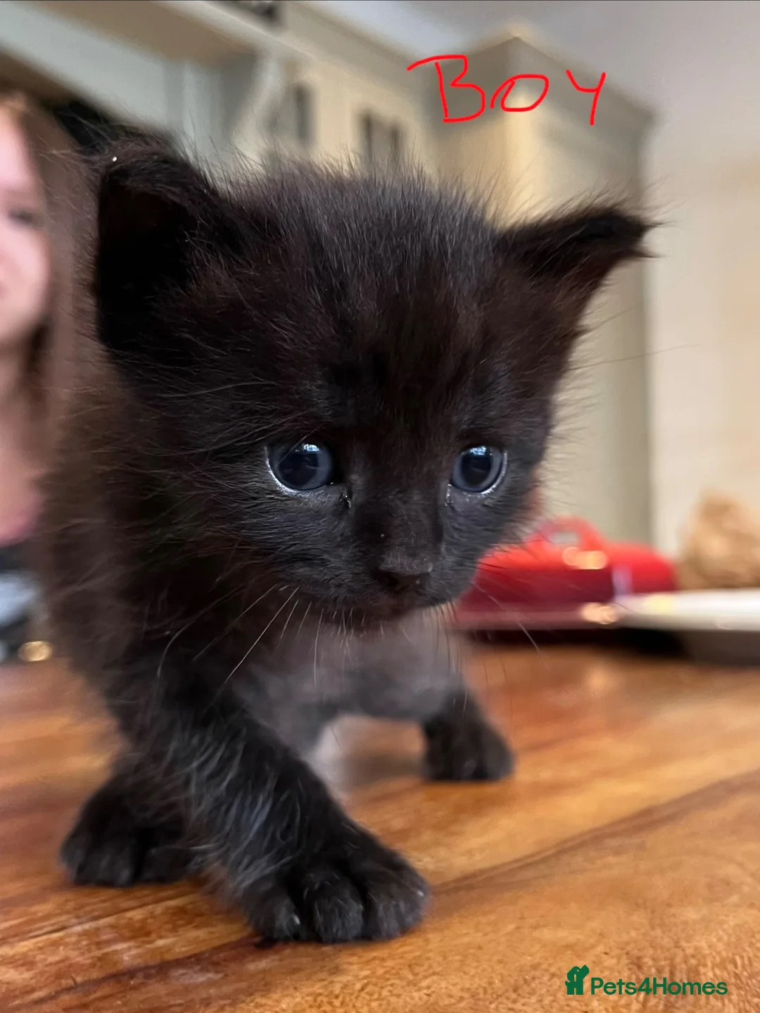 Mixed Breed cats for sale: 3 kittens looking for a new loving home  - Advert 2
