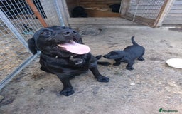 Labrador Retriever dogs for sale: Labrador puppies ready soon. North Yorkshire. - Advert 1