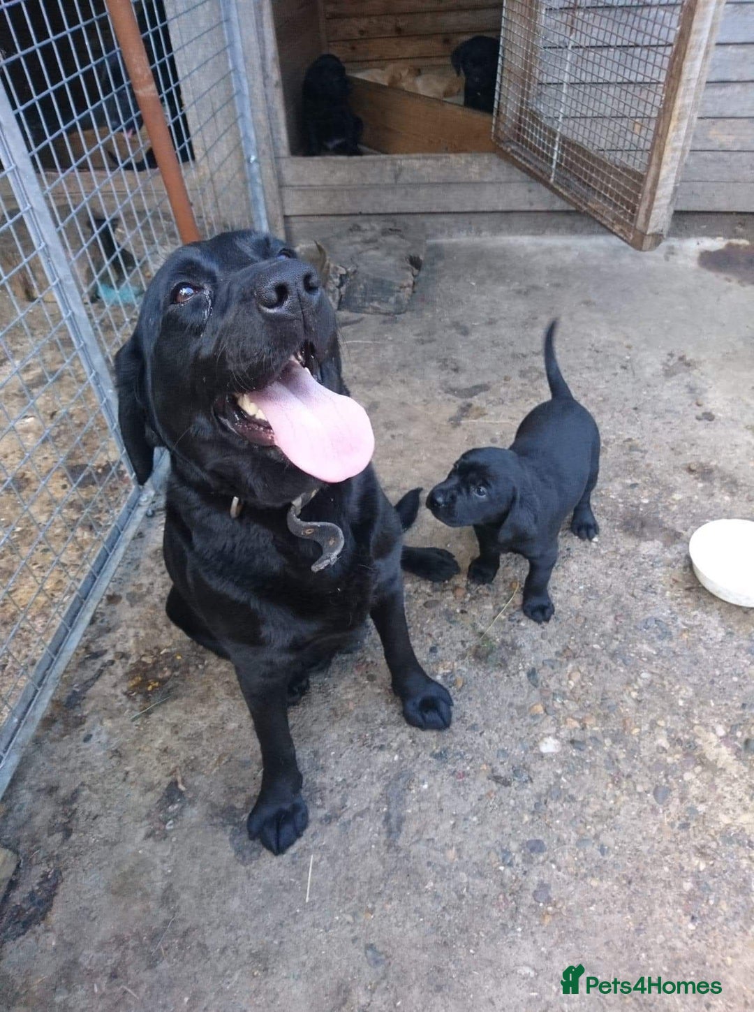 Labrador Retriever dogs for sale: Labrador puppies ready soon. North Yorkshire. - Advert 1