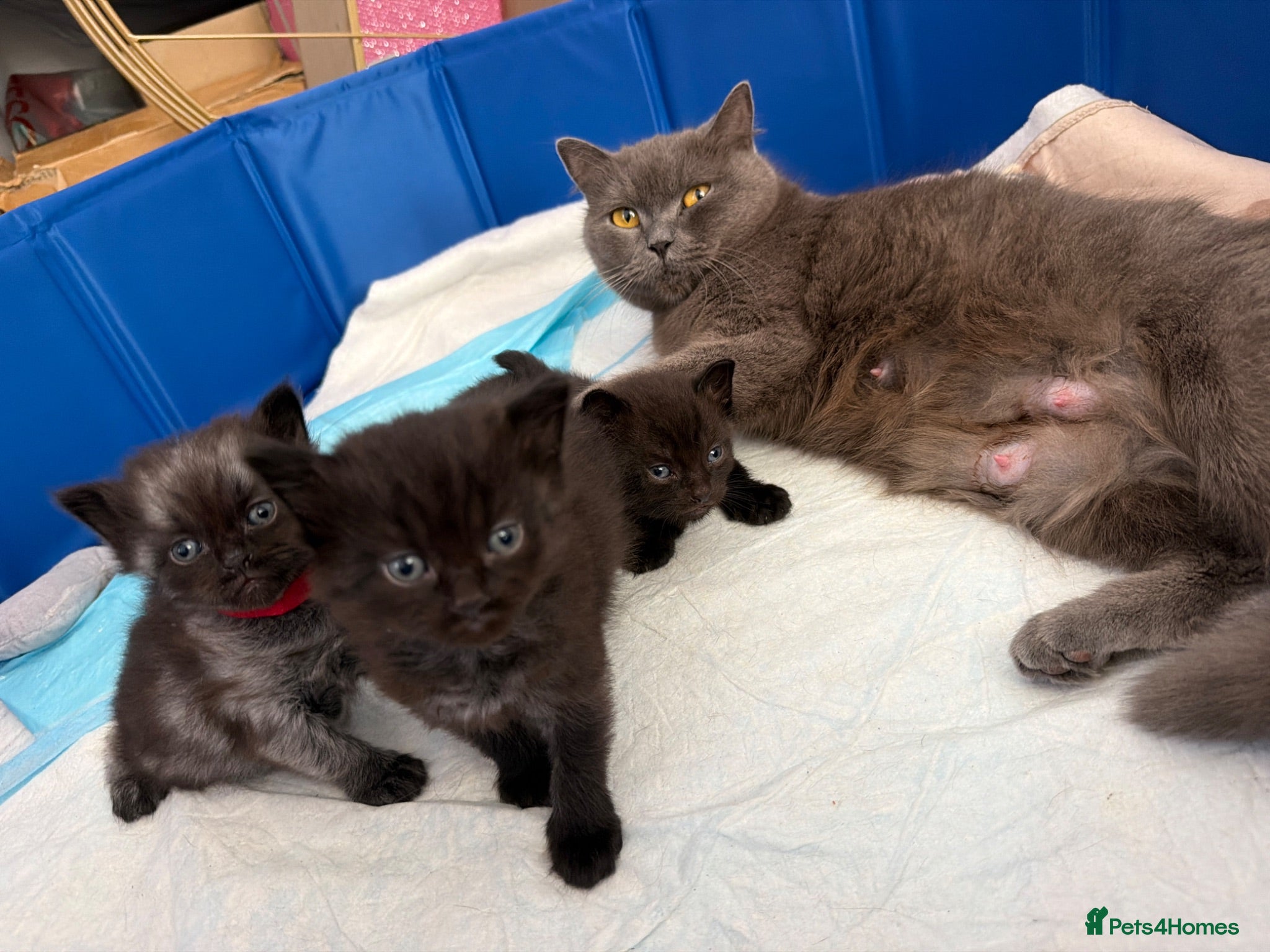 British Shorthair cats Beautiful British Shorthair Cross Kittens 🐾 - Advert 1