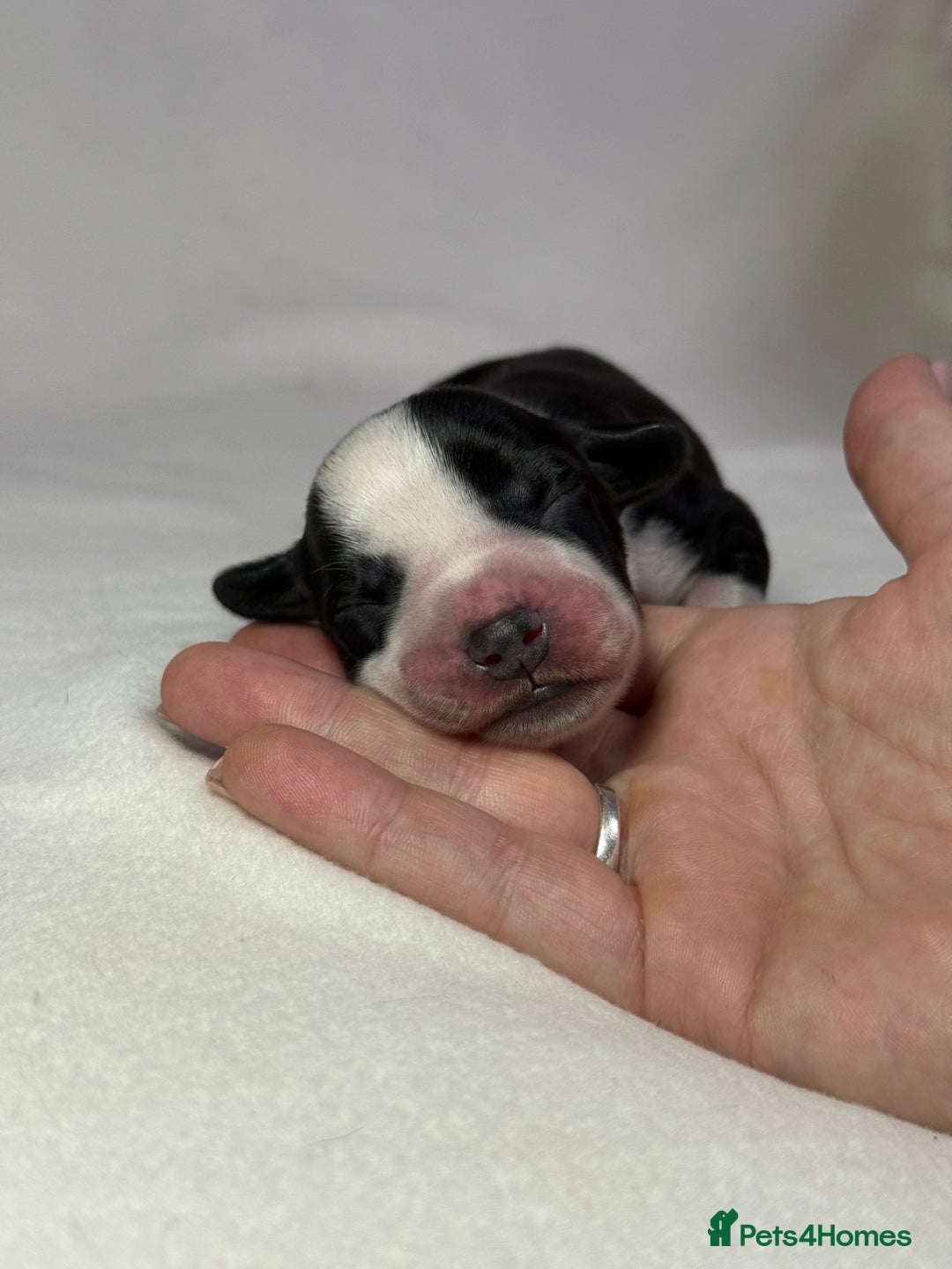 Mixed Breed dogs for sale: Cockerbull’s - Advert 7