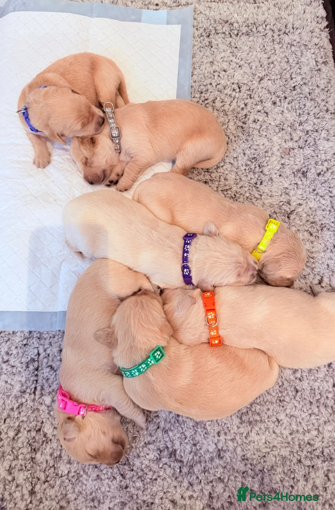 Golden Retriever dogs for sale: Golden retriever puppies  - Advert 1