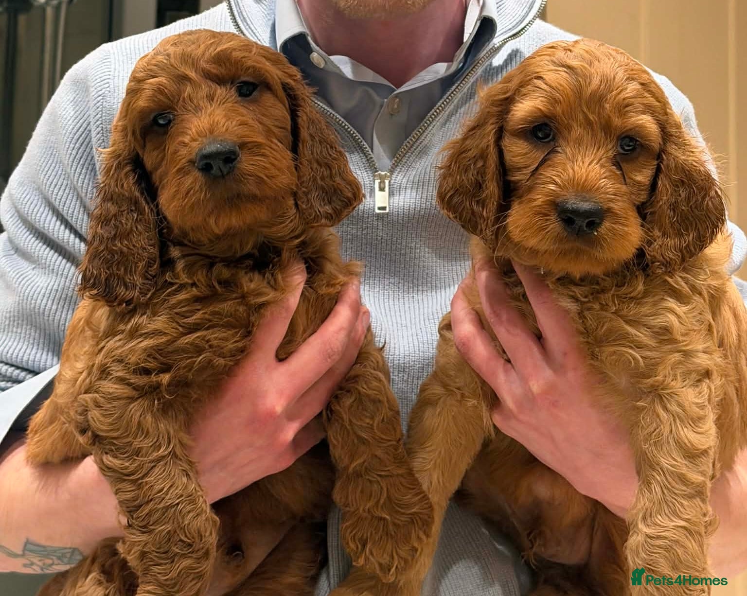 Irish Doodle dogs READY NOW. Adorable Irish Doodle puppies - Advert 1